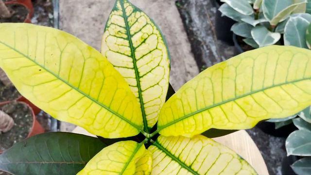 Croton Iceton | Live from the Nursery Series смотреть онлайн