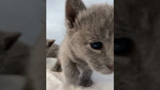 Русские голубые котята Ruzara смотреть онлайн