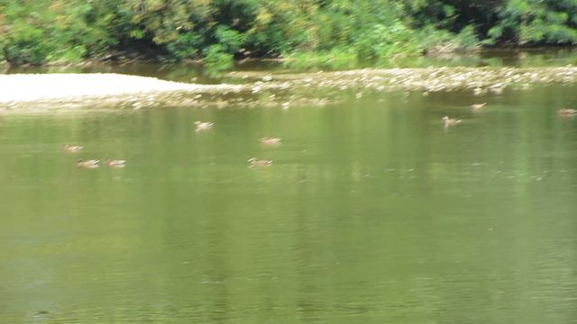 Јато патака