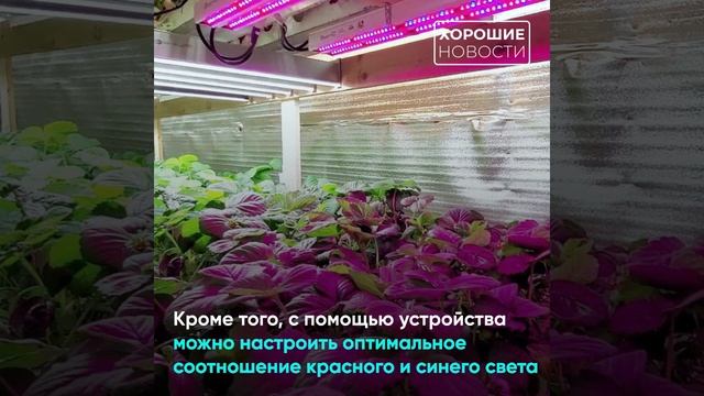 В Петербурге создали «умную» фитолампу, с помощью которой удалось увеличить урожайность на 60% смотреть онлайн