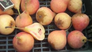 Интересный сорт красномясой груши Свадебная,высокая устойчивость к болезням морозу,вкус на высоте