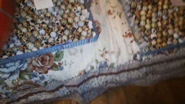 инкубация яйца от своего стада! Часть 2 температурный режим ,важно ли это? смотреть онлайн