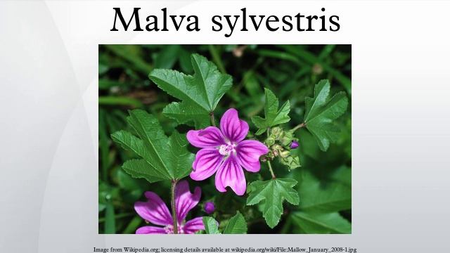 Malva sylvestris смотреть онлайн