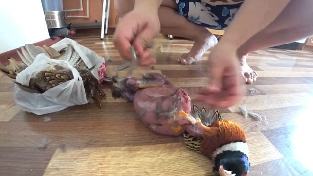 Разделываем Фазана. Быстрый способ разделки. смотреть онлайн