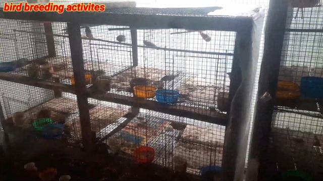 new setup visit & some info bengali finch//java sparrow//cockatail bird @birdbreedingactivites1 смотреть онлайн