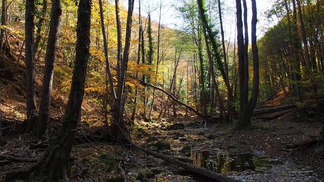 Верховье реки Ропотамо, Primorsko, Ropotamo riverhead смотреть онлайн