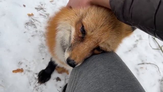 Алиса - Лиса / Прикольные Моменты с Алисой ч. 144 / Alice The Fox