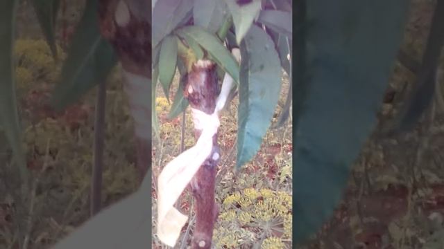 Штамбовый ПЕРСИК на алыче! смотреть онлайн