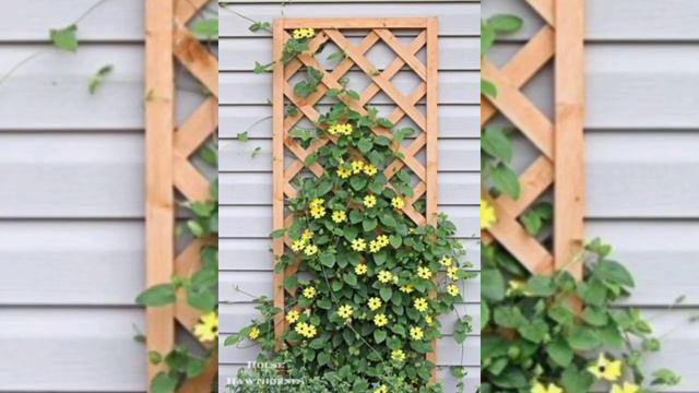 Summer Flowering Vines|Top 15 Flowering Climbers/Creepers| Summer Best  Flowering  Vines For Pots