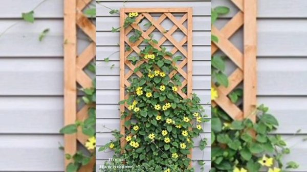 Summer Flowering Vines|Top 15 Flowering Climbers/Creepers| Summer Best Flowering Vines for pots