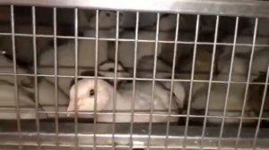 когда начинает нестись перепела