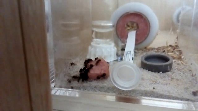 Кормления тех кто в бамбуковых пробирках/Feeding those in bamboo tubes 10.05.2021 смотреть онлайн