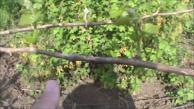 Какие побеги нужно удалить смотреть онлайн