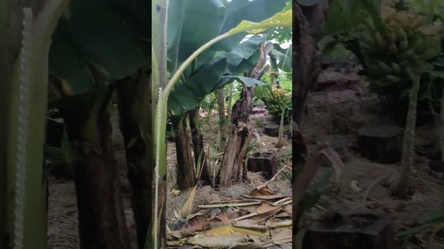 моя новая мечта питомник экзотических растений#в гостях @user-yp8xz1il3l смотреть онлайн