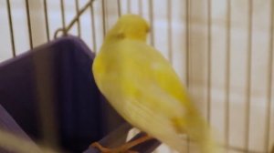 Канарейки - уход и содержание