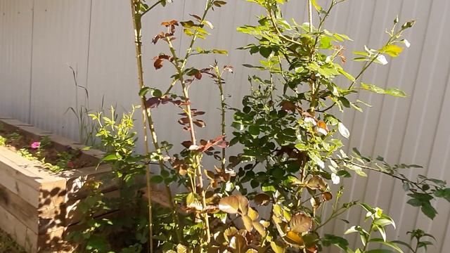 Новые цветуны. Пионы и ирисы. Прогулка по саду смотреть онлайн