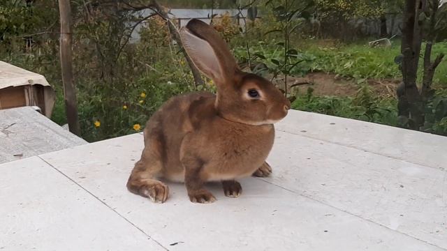 Самочка Рекс Кастор смотреть онлайн