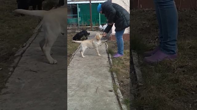 Щенок лабрадора. Мальчик "фиолетовая лента", 3 месяца. смотреть онлайн