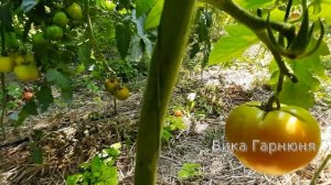 Томат Биг биф F1, удивил