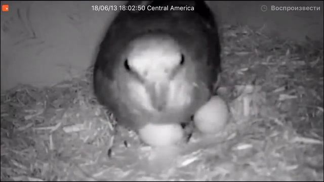 Самец кореллы сидит на яйцах