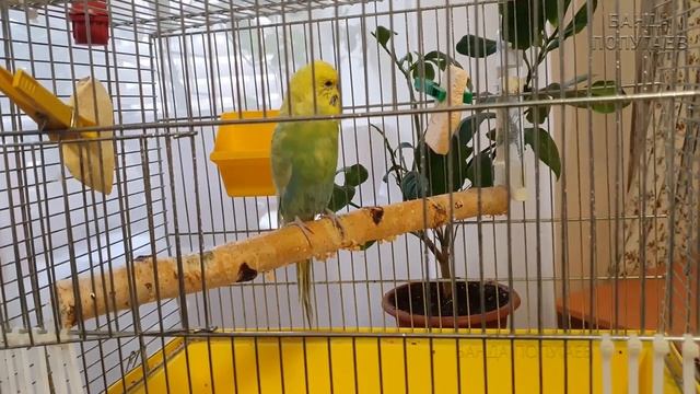 ??Как приучить попугая к купаниям || Лайфхак! ? смотреть онлайн