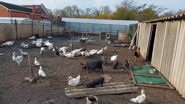 В тик ток надо идти в тик токе вся сила ))))) смотреть онлайн