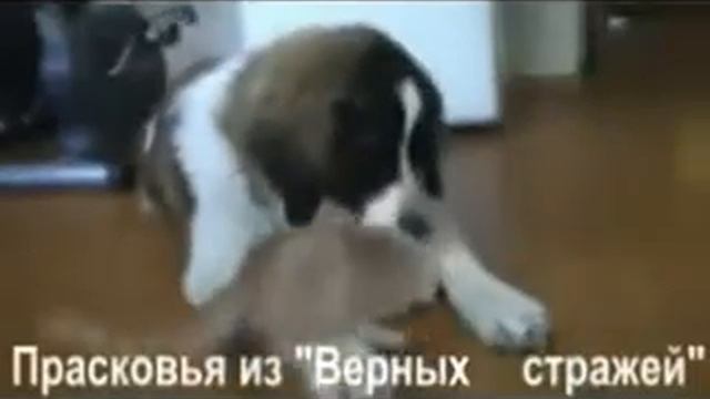 московская сторожевая смотреть онлайн