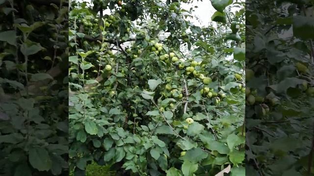 Урожай яблок 2021год.Сорт Славянка. смотреть онлайн