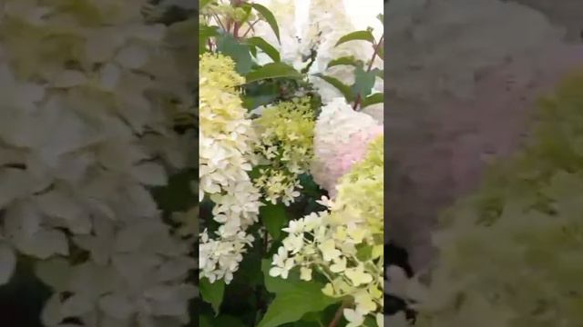 Винницкий сад гортензий от @shcola_gortenziy смотреть онлайн