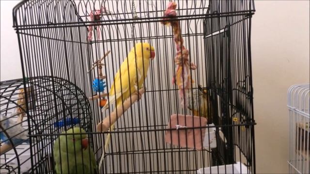 агрессия между разными видами попугаев. aggression between different types of parrots. смотреть онлайн