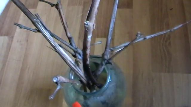 Размножение винограда черенкованием смотреть онлайн