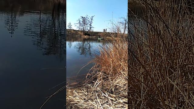 Куда смотрят обезьяны с рыб надзора??? смотреть онлайн