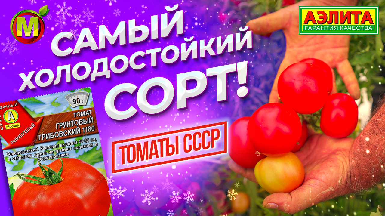 САМЫЙ ХОЛОДОСТОЙКИЙ СОРТ ТОМАТА - Грунтовый Грибовский 1180 смотреть онлайн