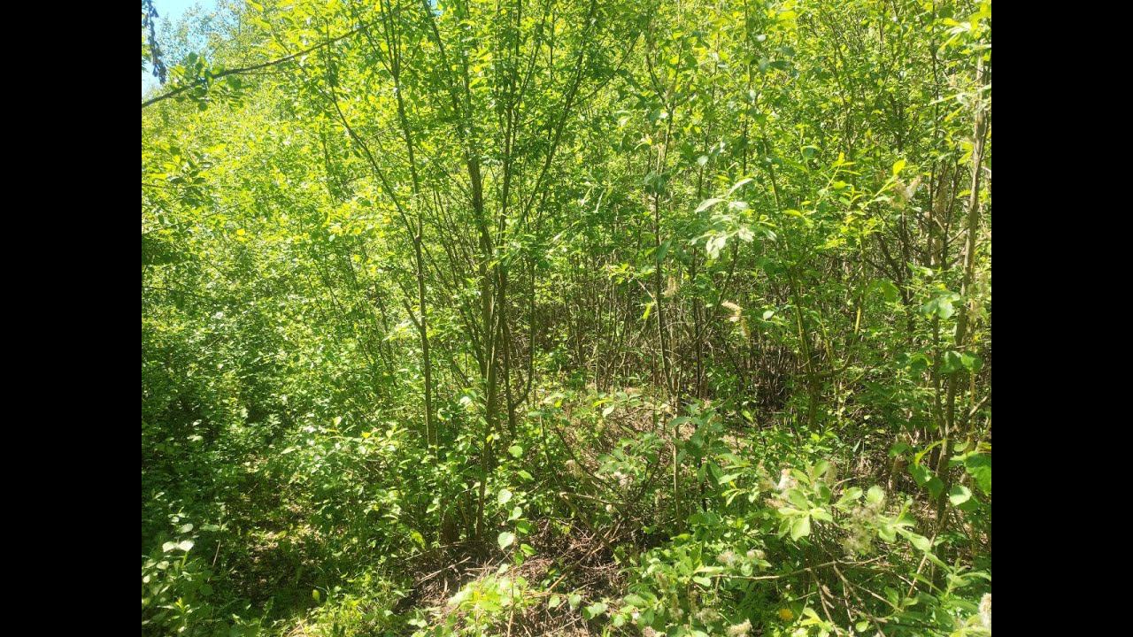 Продается Участок 16 сот. снт Вереск, г.Электрогорск, МО. #московскаяобласть ,#участок ,#купить смотреть онлайн