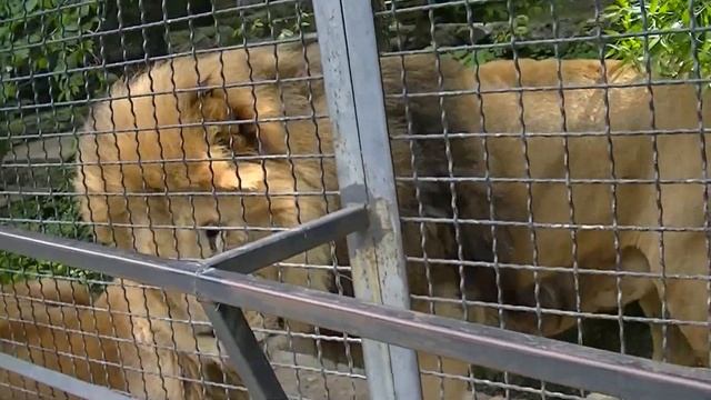 Крым. Ялта. Май 2о16. Зоопарк Сказка. Львы. смотреть онлайн