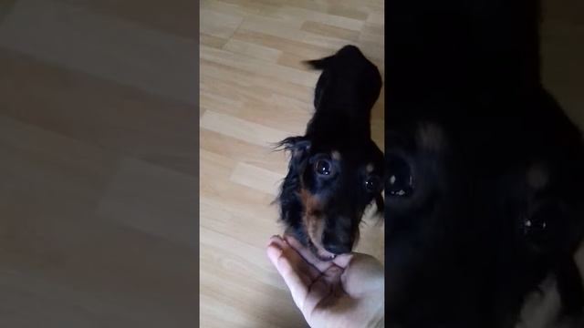 Такса ест банан смотреть онлайн