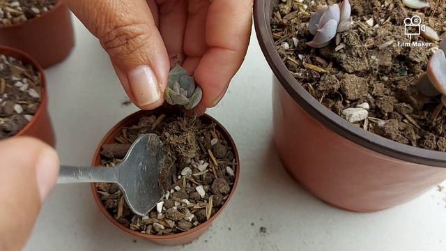 PROPAGANDO SUCULENTAS/Echeveria orión смотреть онлайн