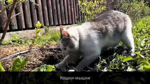 А ну-ка Давай-ка Кошки-Мышки (Официальный клип)