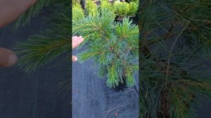 Сортовые сосны веймутовы (Pinus strobus): Minima, Loui, Niagara Falls, Squiggles