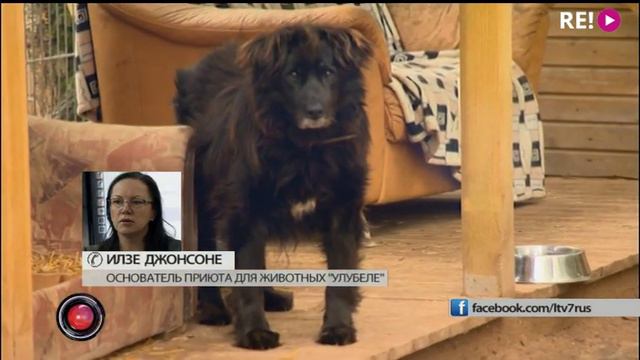 Дежурный по жизни. Собаку лучше взять из приюта или купить с рук?