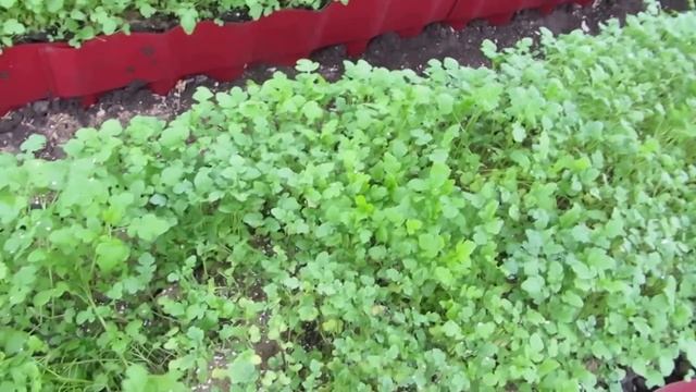 ТЕПЛИЦА - ПОСЛЕДНИЙ ШТРИХ !