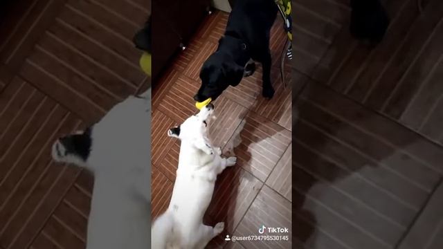 Спаниель Виля (черный) и помесь спаниеля по кличке Бимка(белый) смотреть онлайн