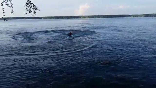 Немного обрызгал водоплавающих смотреть онлайн