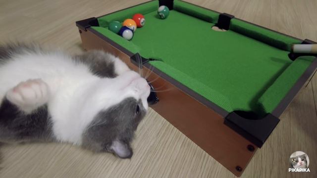 고양이 피카와 함께 포켓볼 쳤어요 смотреть онлайн