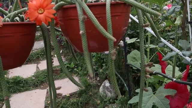 Cuidados del Chamaecereus luisramirezii - Historia sobre su origen - Cactus cola de rata - Nativo смотреть онлайн