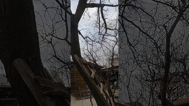 Санитарная обрезка абрикосового дерева.