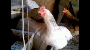 Куры и петухи.  Простые домашние куры. Удачное приобретение.