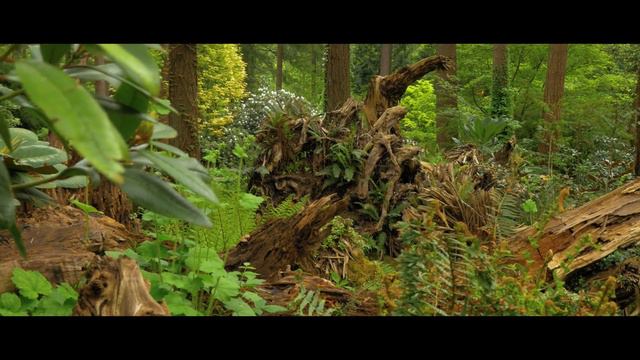Rhododendron Species Botanical Garden - Federal Way, WA смотреть онлайн