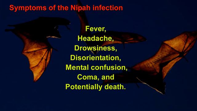 Nipah Virus Facts & Care смотреть онлайн