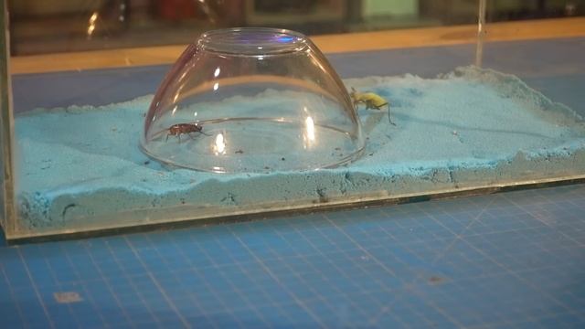 РЕАКЦИЯ БОГОМОЛА на МУХУ на ЭКРАНЕ смотреть онлайн